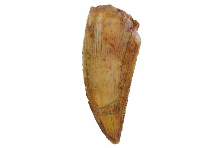 Serrated, Raptor Tooth - Real Dinosaur Tooth #125984